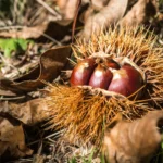 5 razloga za češću konzumaciju kestena