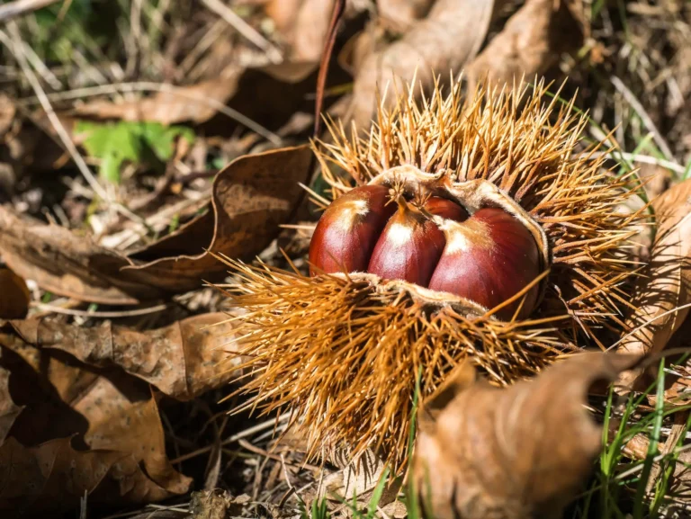 5 razloga za češću konzumaciju kestena