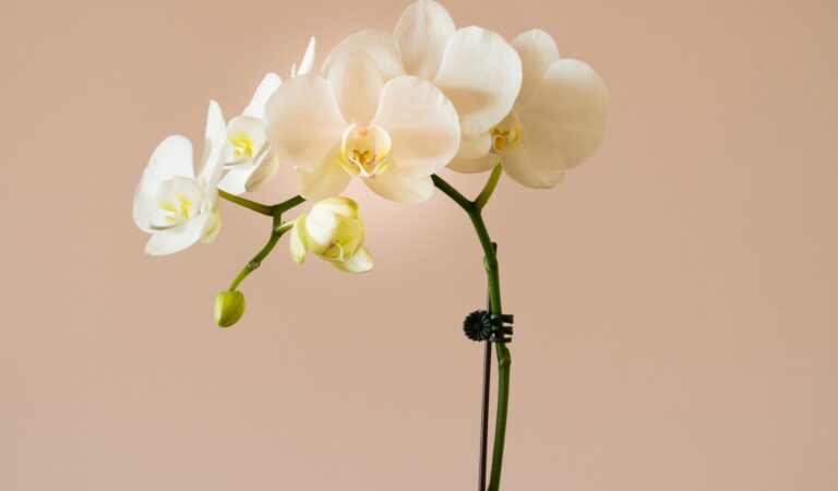 Kako da orhideja ponovno procvjeta
